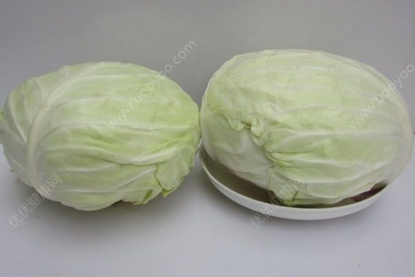 吃包菜會(huì)胖嗎？吃包菜能減肥嗎？(2)