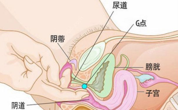 女孩內(nèi)生殖器長什么樣？女生內(nèi)生殖器是怎么樣的？(1)