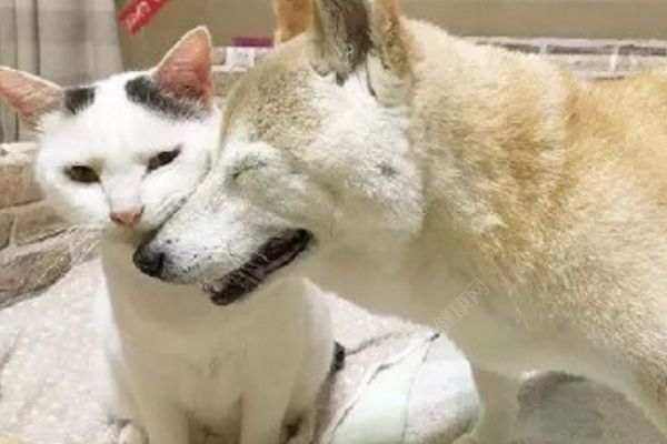 18歲老年癡呆柴犬離世，“親愛的貓，謝謝你用生命愛過我”(2)