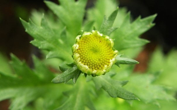 驅(qū)蚊植物對(duì)人體有害嗎？驅(qū)蚊植物有哪些？(1)