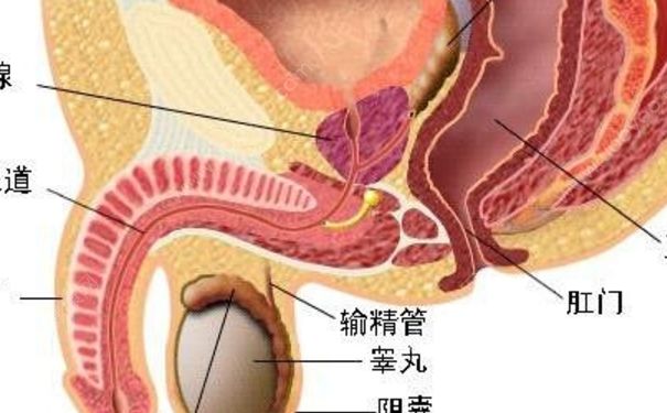 包皮炎有什么癥狀？包皮炎怎么根治？(1)