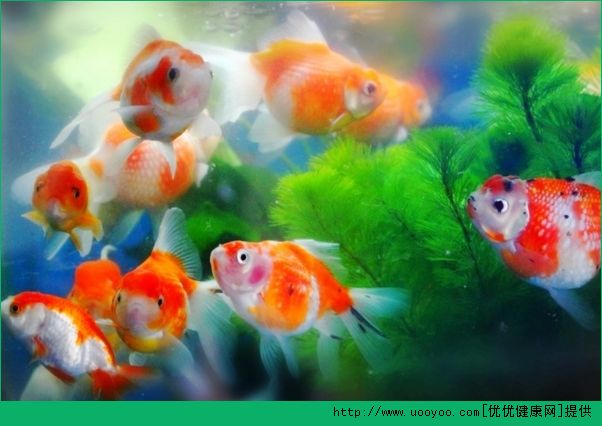 老年人養(yǎng)金魚好不好？老年人養(yǎng)金魚的好處有哪些？(1)