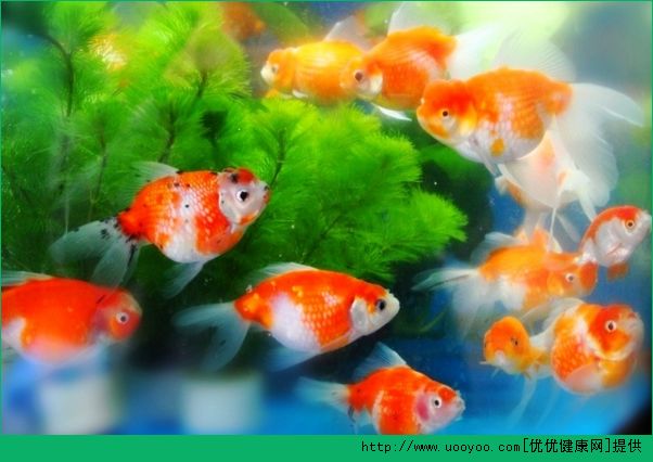 老年人養(yǎng)金魚好不好？老年人養(yǎng)金魚的好處有哪些？(2)