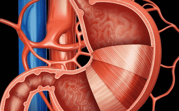 胃癌患者切除胃后怎么吸收營養(yǎng)？切除胃后吃什么好？(1)