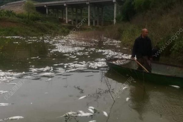 魚塘8萬斤魚全死光：檢出石油類污染物，超標(biāo)572倍(3)