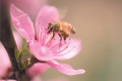 蜂膠是蜂王漿嗎？蜂膠和蜂王漿的區(qū)別[圖]