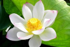 夏天開(kāi)的花有哪些？什么花在夏天開(kāi)放？[多圖]