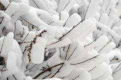 全國多地下雪，白雪皚皚，雪可以直接吃嗎？[多圖]