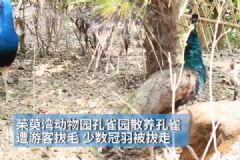 孔雀遭拔毛成公雞！動物園：或?qū)⒂慰土腥牒诿麊危多圖]