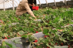 冬季常吃哪些食物容易使人中毒？冬季常吃什么食物會(huì)中毒？[圖]