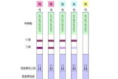 如何用排卵試紙測排卵？用排卵試紙測排卵的方法[圖]