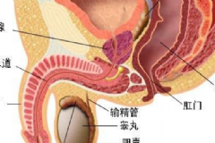 睪丸炎能自愈嗎？睪丸炎吃什么藥？[圖]