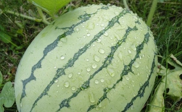 西瓜淋雨了會(huì)怎么樣？西瓜淋雨會(huì)壞嗎？(3)