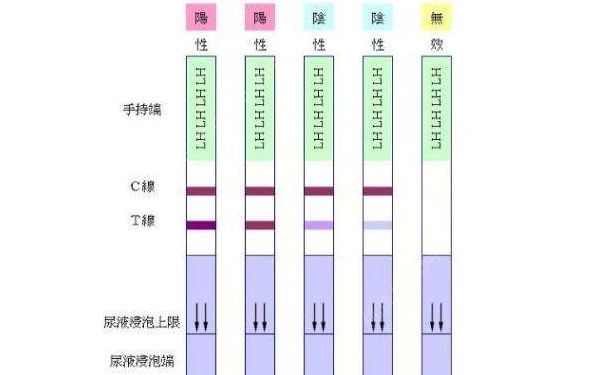 如何用排卵試紙測排卵？用排卵試紙測排卵的方法(1)