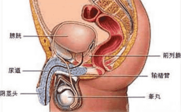 男性的生殖器官是怎樣的？男性生殖器官功能是怎樣的？(1)
