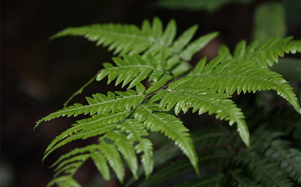 鳳尾草有什么作用？鳳尾草的藥用價(jià)值(1)