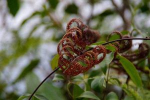 別看這種植物“丑”，市場上都搶不著，營養(yǎng)比燕窩還高！