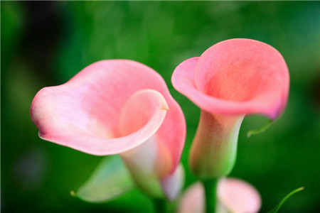 馬蹄蓮開(kāi)花圖片欣賞