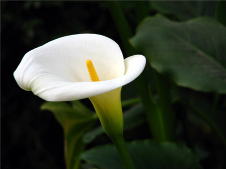 馬蹄蓮開(kāi)花圖片欣賞