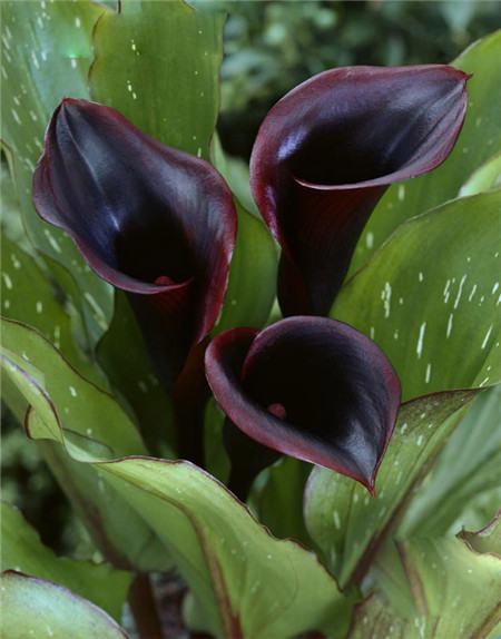 馬蹄蓮開(kāi)花圖片欣賞