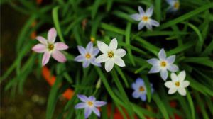 花韭與風(fēng)雨蘭的區(qū)別