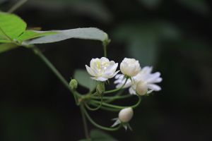 萬里香花圖欣賞