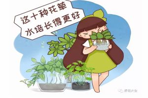 這10種花草水培長得更好，別傻到只會土養(yǎng)了！