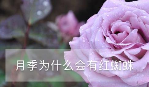 月季為什么會(huì)有紅蜘蛛 常見(jiàn)蟲(chóng)害的防治方法