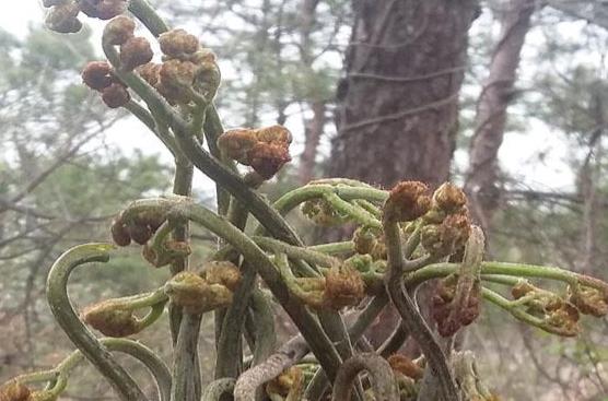 蕨菜的做法有哪些？蕨菜的食用禁忌