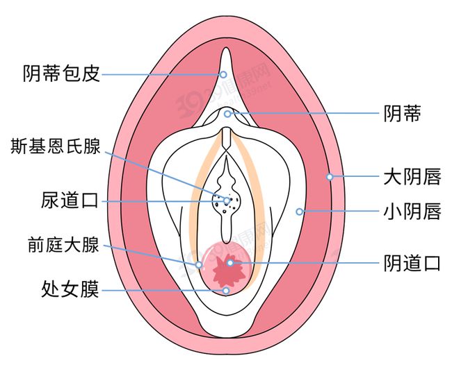 女人陰道是什么樣子的圖片科普 陰部真實構造解剖結構圖