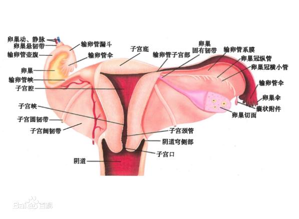 女人下面是什么樣子的圖片 陰部真實構(gòu)造解剖結(jié)構(gòu)圖