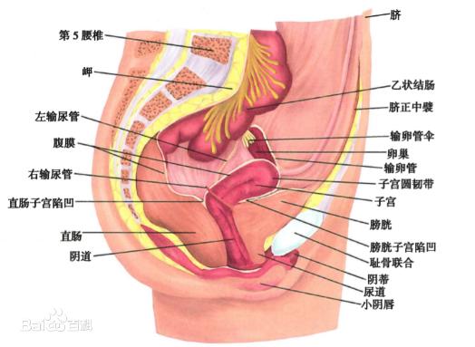 女人下面是什么樣子的圖片 陰部真實構(gòu)造解剖結(jié)構(gòu)圖