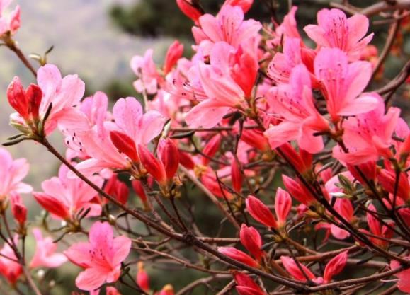 杜鵑花喜陰還是喜陽(yáng) 半蔭性植物忌烈日直射干燥悶熱