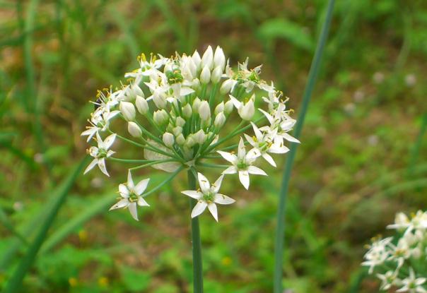 韭菜花醬發(fā)酵時間是多久？韭菜花醬可以長期儲存嗎？