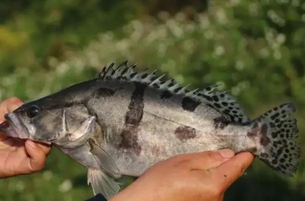 桂魚刺多嗎？桂魚是淡水魚嗎？