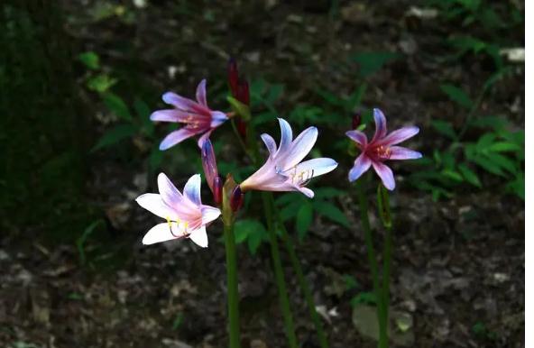 石蒜科花卉有哪些？宿根花卉有哪些？