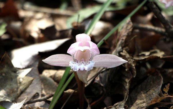 什么是蘭科花卉？石蒜科花卉常見(jiàn)類(lèi)型有哪些？