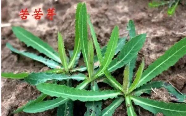 什么是胃炎？胃炎吃苦菜有什么好處？