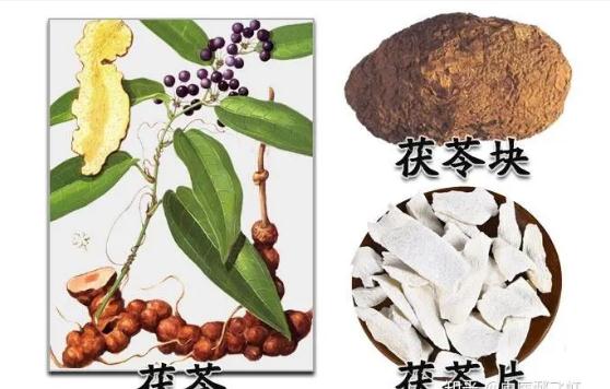 茯神都能治療什么疾病？茯神的功效作用是什么？