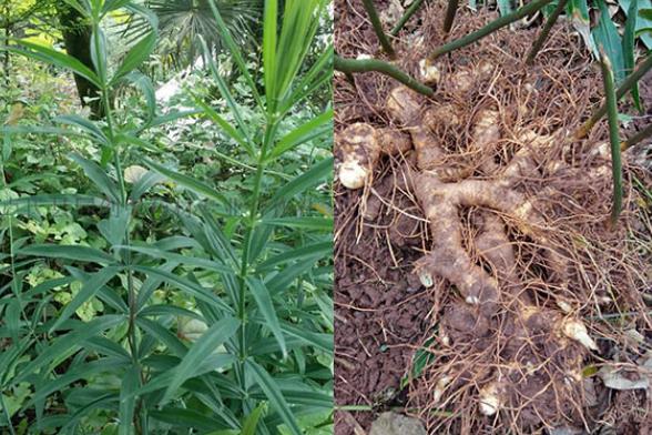 黃精可以和枸杞一起泡水喝嗎 黃精枸杞泡水用量多少