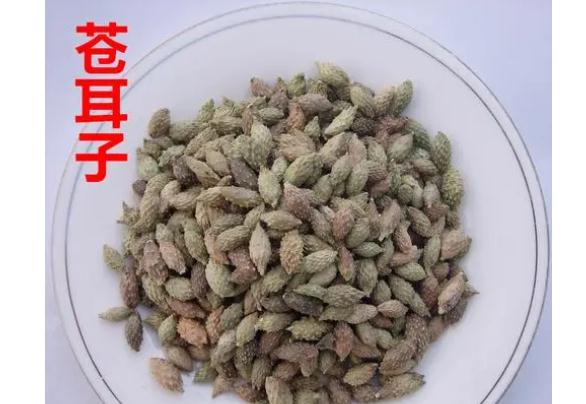 蒼耳子葉子外敷有什么作用？蒼耳子油怎樣制作？