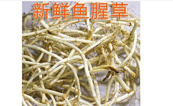 魚腥草可以治腮腺炎嗎？魚腥草能治咳嗽嗎？