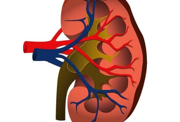 慢性腎臟病有哪些？慢性腎臟病有什么癥狀？