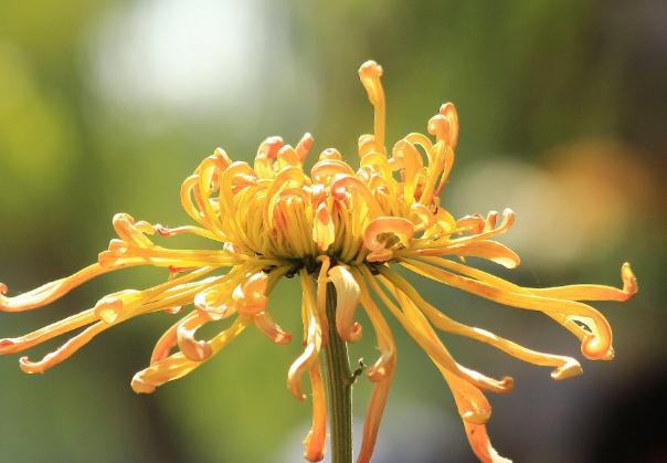 菊花腦是什么菜 ？菊花可以吃嗎？