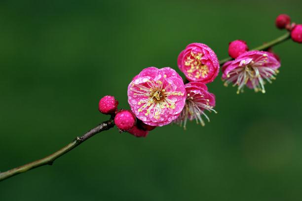 梅花糕的來歷 ？話梅花生的做法？