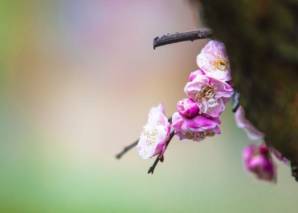 梅花的雅稱綽號別名？梅花能和雞蛋一起吃嗎？