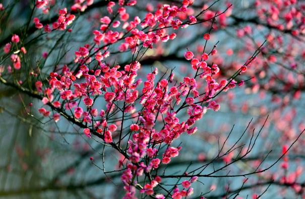 臘梅花怎樣繁殖？臘梅花怎么發(fā)朋友圈？