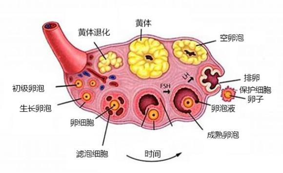 激素六項能判斷卵巢早衰嗎 卵巢早衰診斷標準是什么