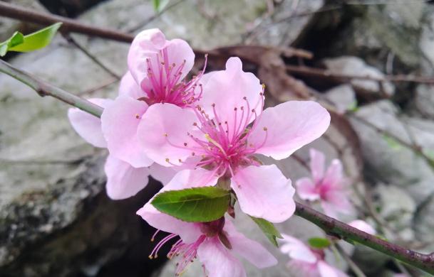 桃花茶通便的正確喝法？桃花茶功效有哪些？