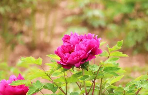 牡丹花茶可祛斑？木芙蓉牡丹花茶？